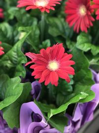 Close-up of red flowering plant