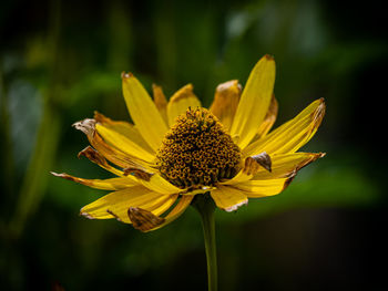 Close-up of sunflower