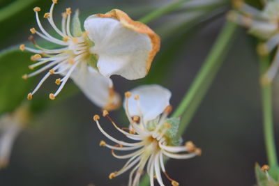 Close-up of white flowers