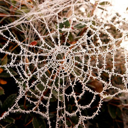 Full frame shot of spider web