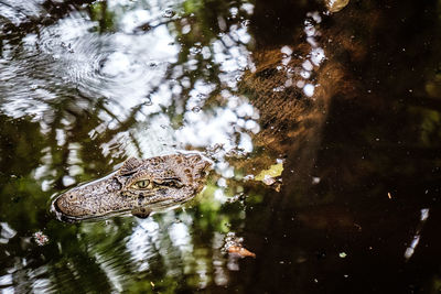 High angle view of turtle in water