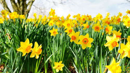 Close-up of yellow daffodil flowers in field