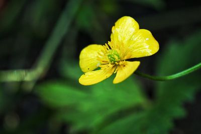 Close-up of buttercup flower blooming outdoors