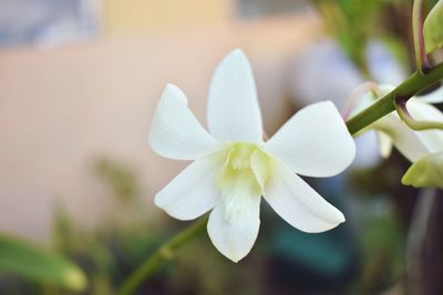 Close-up of white flowering plant