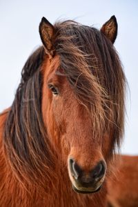 Close-up portrait of horse