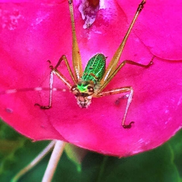 pink color, flower, one animal, insect, close-up, animal themes, fragility, petal, purple, freshness, wildlife, nature, beauty in nature, animals in the wild, growth, pink, selective focus, no people, plant, red