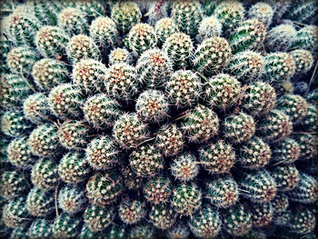 Full frame shot of plant in field