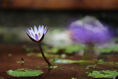 Close-up of purple water lily growing outdoors