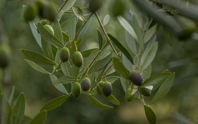 Close-up of berries growing on tree