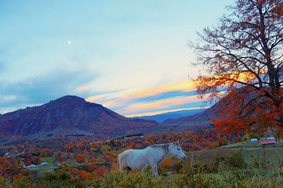 View of landscape against sky during autumn