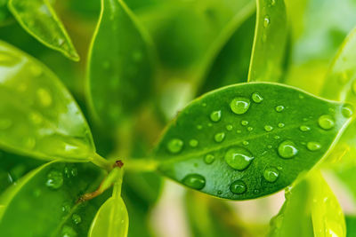 Close-up of water drops on leaves