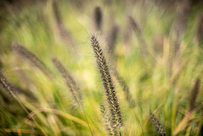 Close-up of wheat growing on field