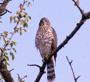 Low angle view of eagle perching on tree against sky