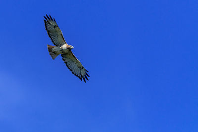 Low angle view of eagle flying against clear blue sky