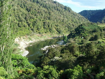 Scenic view of river amidst trees in forest