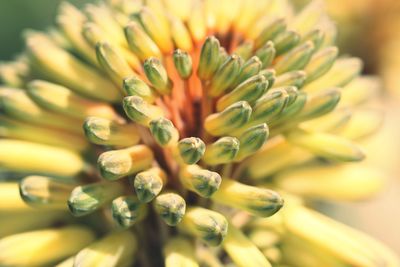Close-up of succulent plant