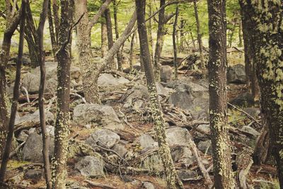 View of trees in forest