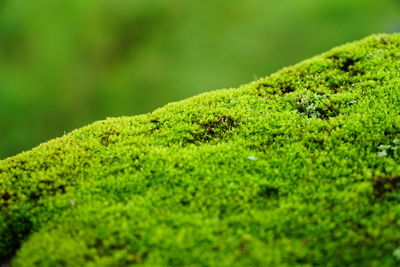 Close-up of green lizard on moss