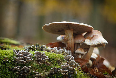 Close-up of mushroom growing on field