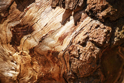 Full frame shot of tree trunk