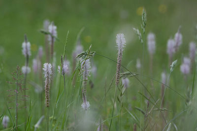 Close-up of flowering plant on field