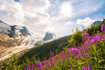 Bugaboo spires and fireweed, british columbia