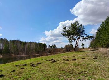 Mole holes near a twisted tree on a slope near a pond against a blue sky on a sunny day