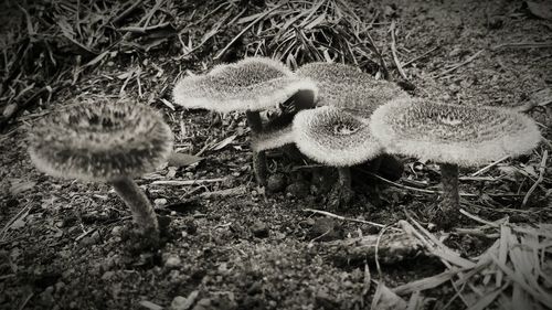 Close-up of mushroom on field