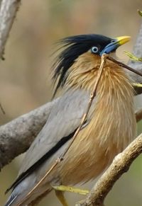 Close-up of bird perching outdoors