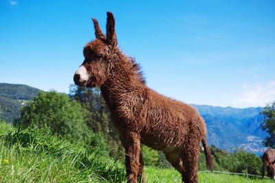 Giraffe standing on field against sky