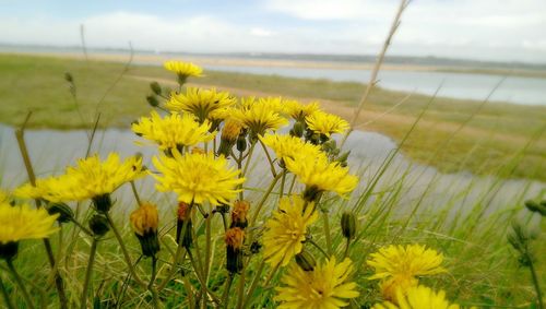 Close-up of flowers blooming in field