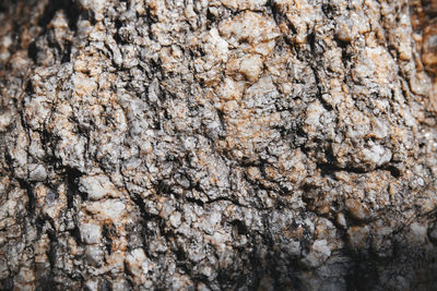 Close-up of tree trunk