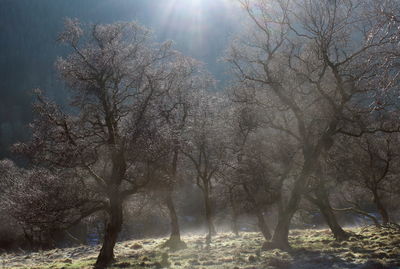 Bare trees in forest during winter