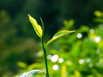 green