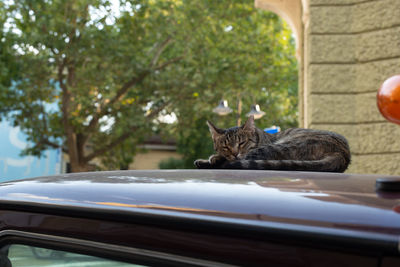 Cat sitting in a car