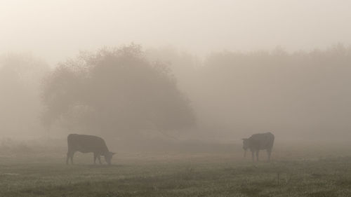 Cows in a field