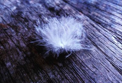 Close-up of dandelion on wood