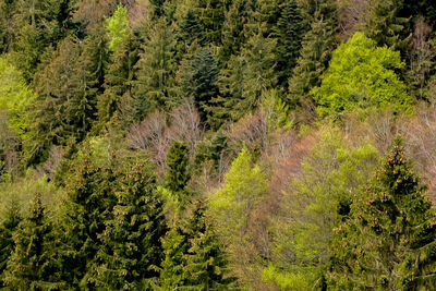 Pine trees in forest