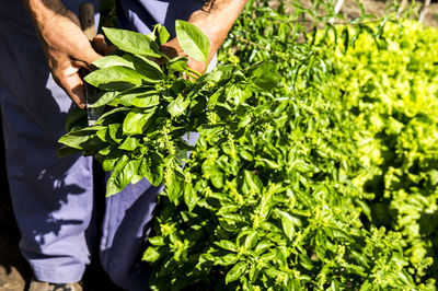 Midsection of person holding leaf