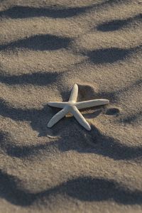 High angle view of a lizard on sand