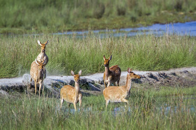 View of deer on field by lake