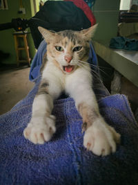 Portrait of cat relaxing at home