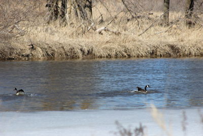 Swans swimming in lake