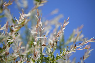 Close-up of plant against blue sky
