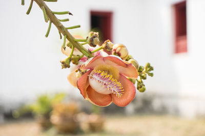 Close-up of rose growing on plant