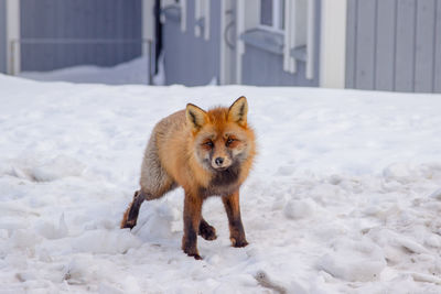 Fox on snow covered field