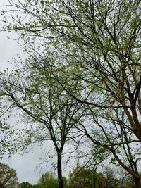 Low angle view of tree against sky