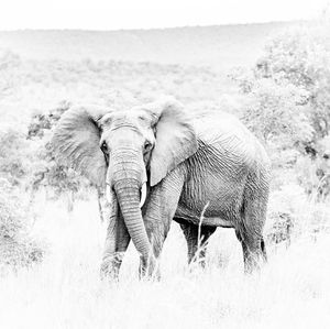 View of elephant on field