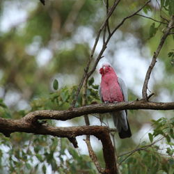 Rose-breasted cockatoo galah bird perching on a branch in a gum tree