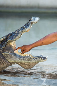 Close-up of man putting hand in crocodile mouth